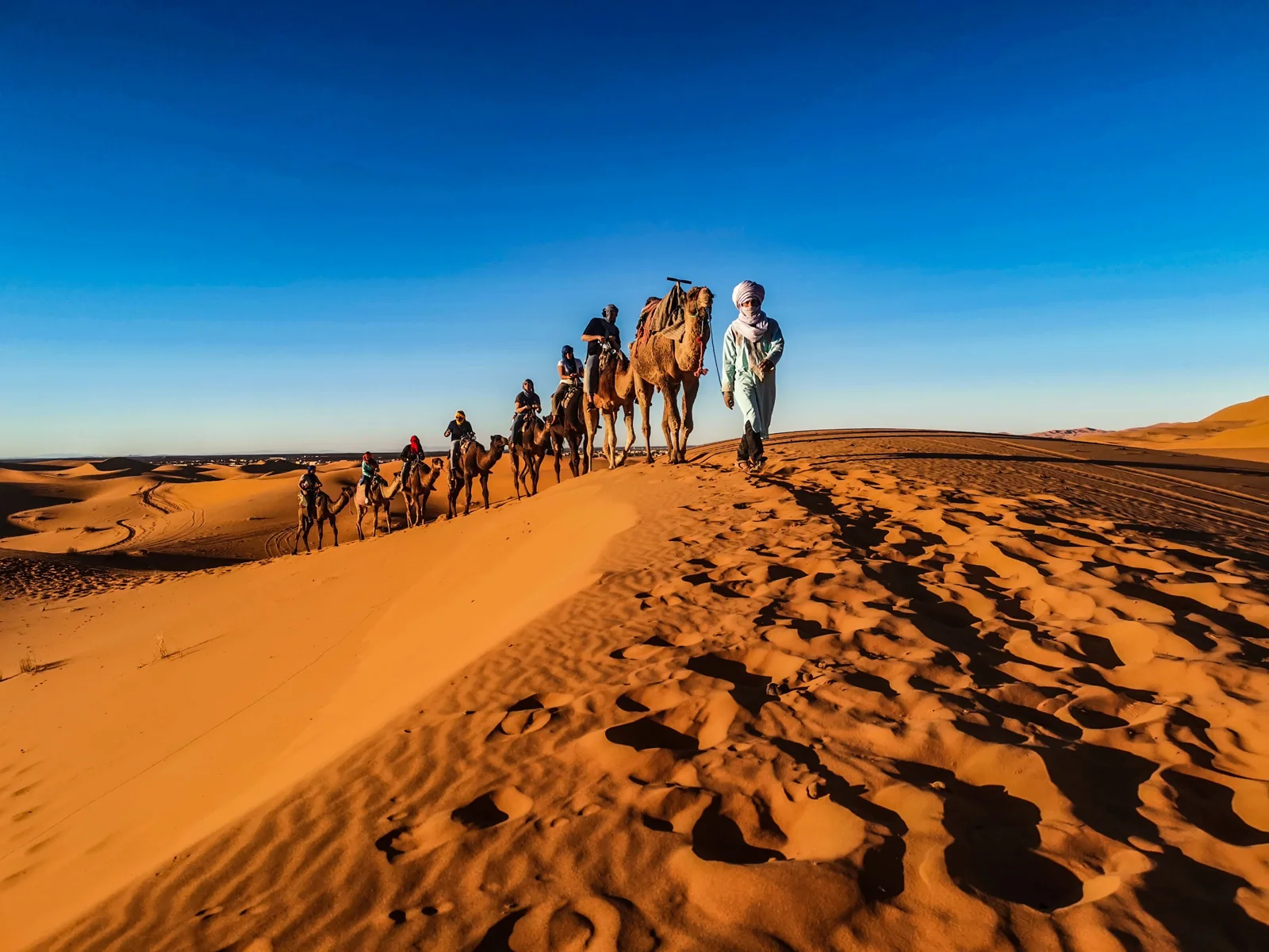 Camel caravan guided across golden dunes