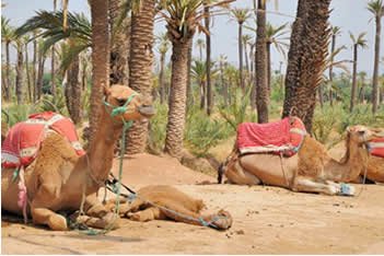 Camel activity in the Moroccan landscape