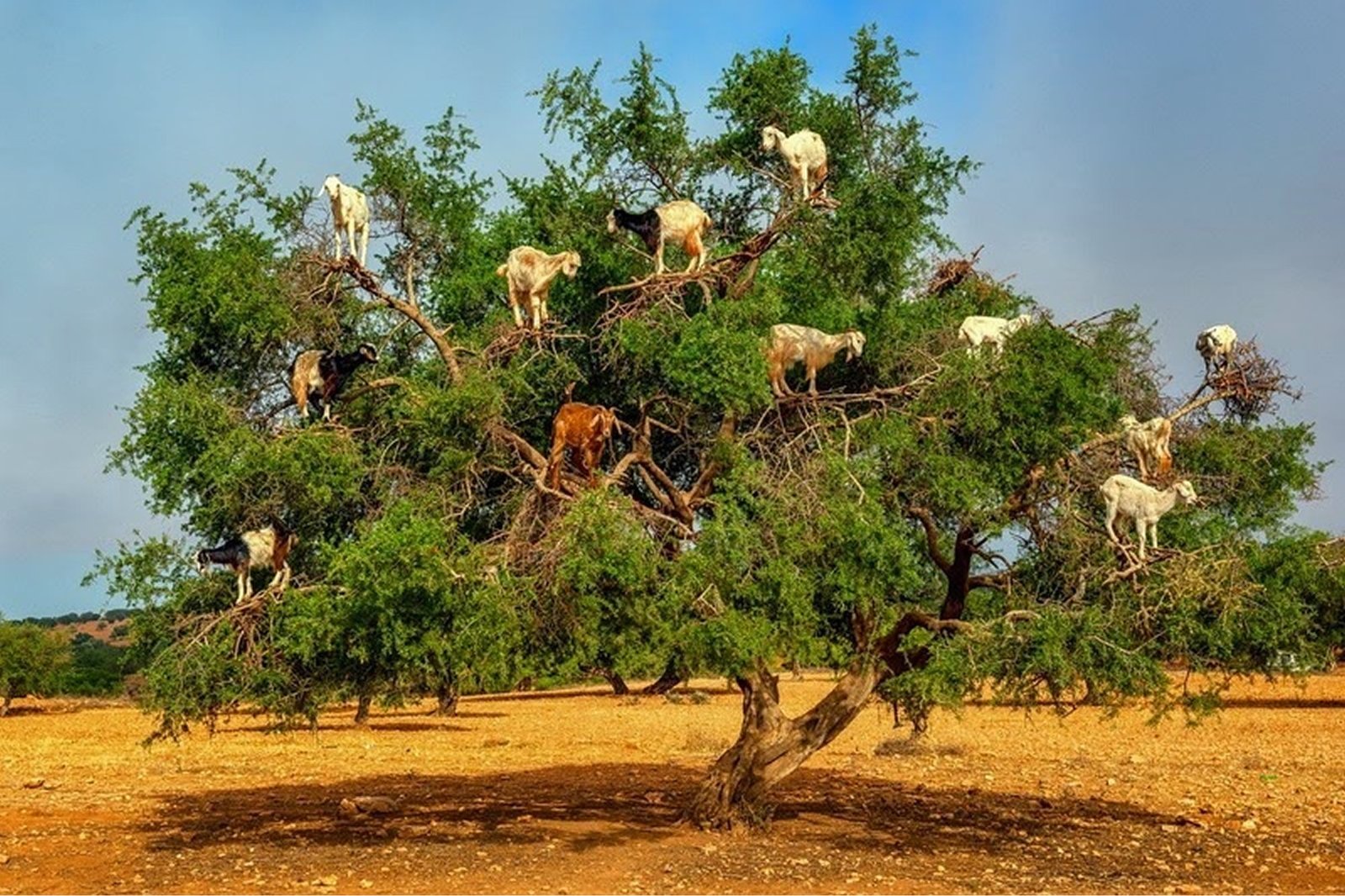 Capre su un albero di argan vicino a Essaouira