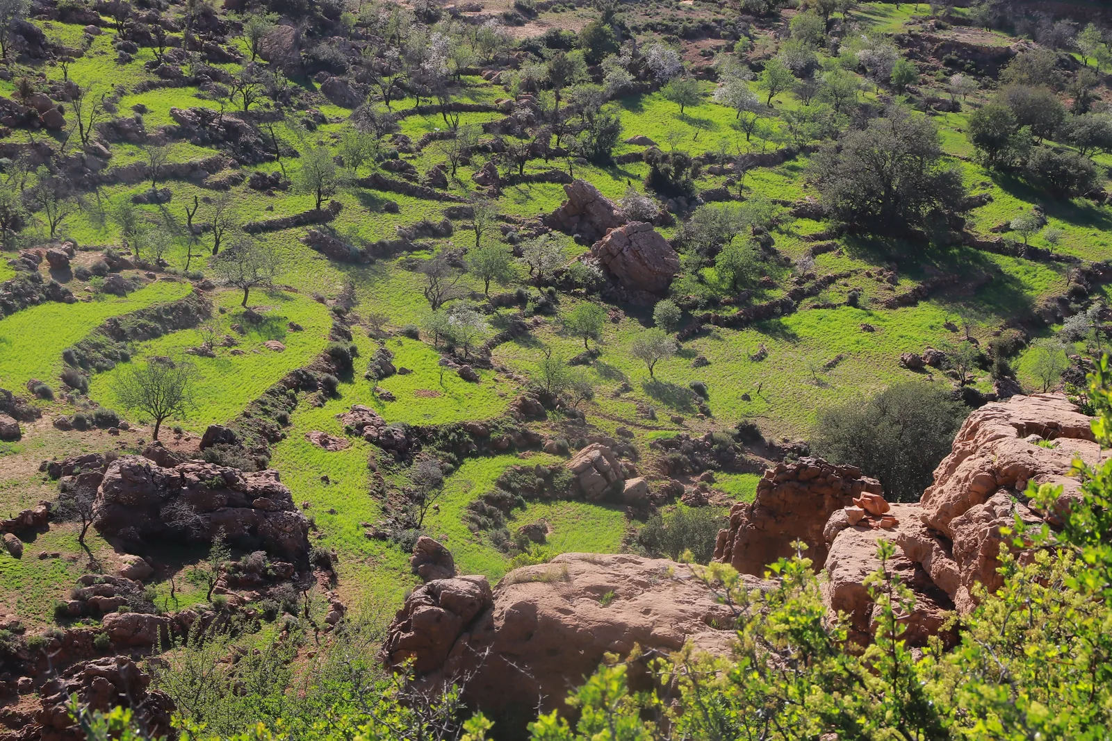 Green hillside terraces dotted with trees and red rocks near Imlil and Asni