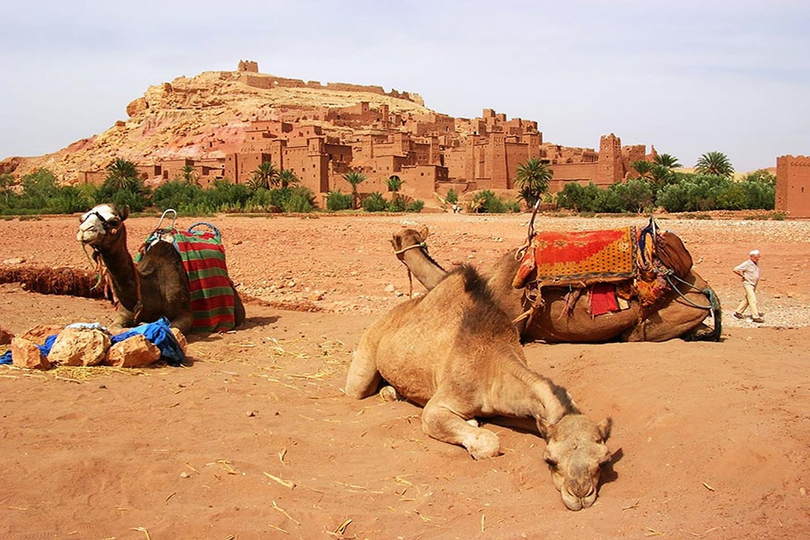 Dromedario en Aït Ben Haddou, cerca de Ouarzazate