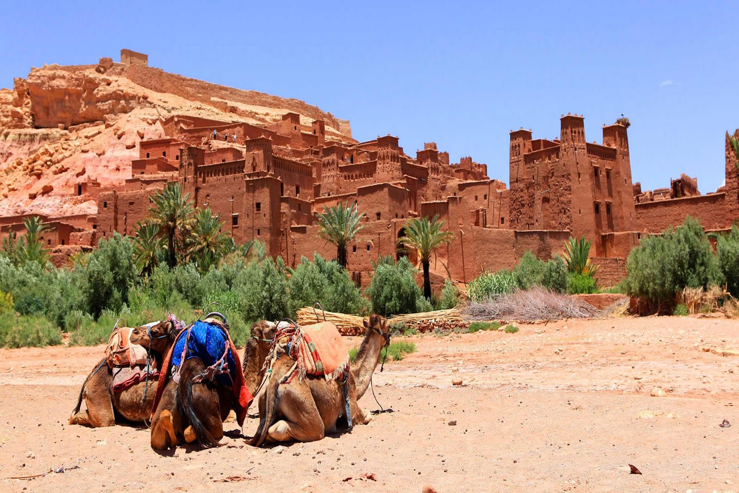 Resting camels in front of earthen towers at Ait-Ben-Haddou