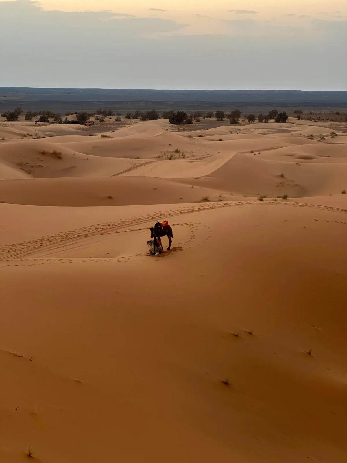 Two camels among golden sand dunes in Merzouga